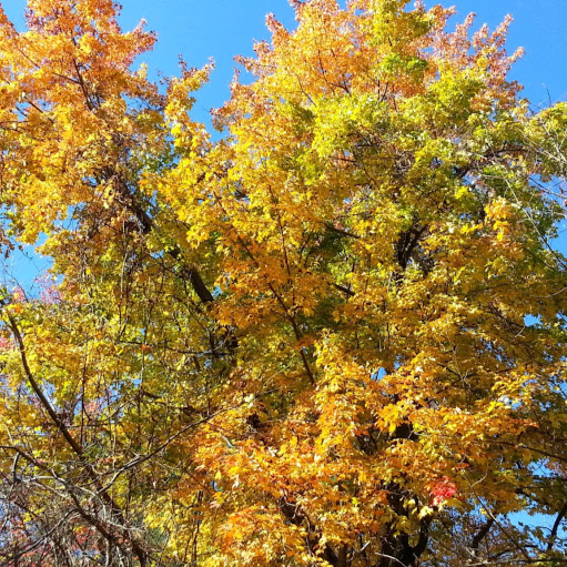 Diane Fallon Photo 1