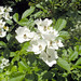 Allison Flowers Photo 9