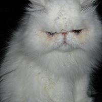 Deborah Payton Photo 13