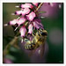 Erica Spring Photo 6