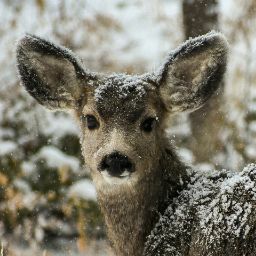 Joshua Campos Photo 3