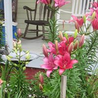 Cindy Mcwilliams Photo 15