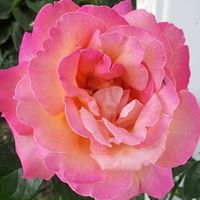 Tracy Cotterman Photo 1