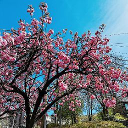 Christine Randall Photo 11