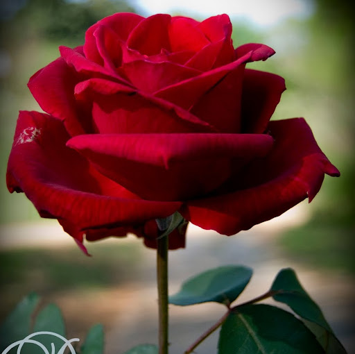 Teresa Hinton Photo 15