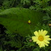 David Plante Photo 21