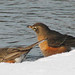 Robin Groves Photo 31
