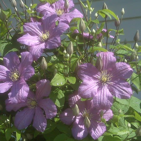 Arlene Wolf Photo 12