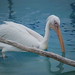 Albino Valencia Photo 10