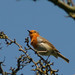 Robin Singer Photo 31