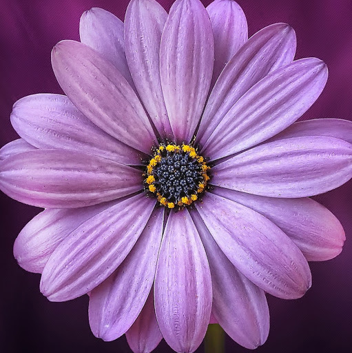 Vanessa Romero Photo 28