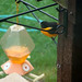 Karen Bunting Photo 30