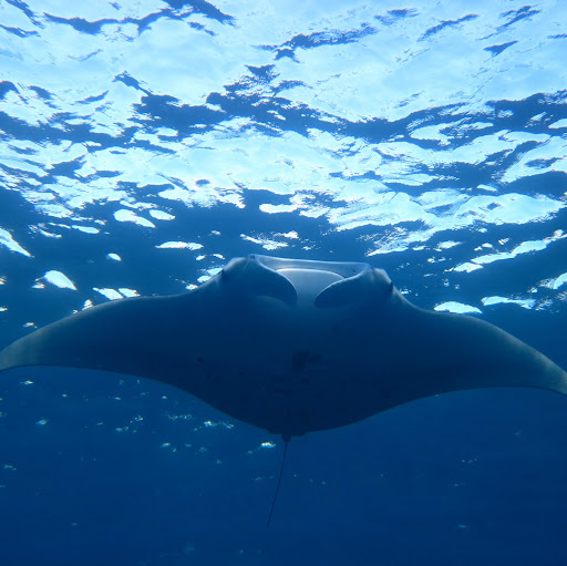 Julie Hartup Photo 4