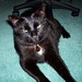 Harry Marino Photo 6