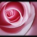 Rose Cory Photo 12