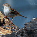 Cynthia Bird Photo 12