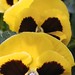 Pansy Johnson Photo 10