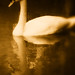 Michelle Swan Photo 26