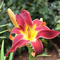 Pauline Fillman Photo 2