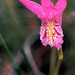 Peggy Grass Photo 8