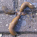 Herman Gross Photo 9