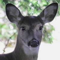 Susan Napolitano Photo 31