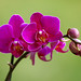 Flora Cheng Photo 17