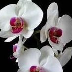 Hattie Matthews Photo 7