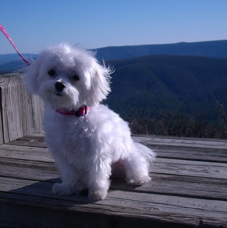 Debbie Hollingsworth Photo 9