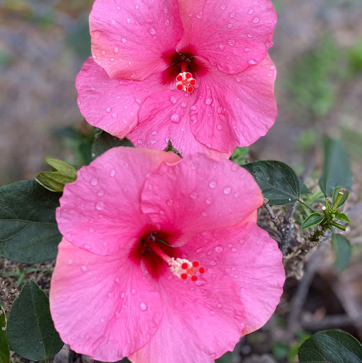 Kimberly Townsend Photo 13