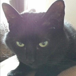 Michael Hamann Photo 36