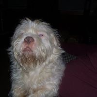 David Pitzer Photo 22