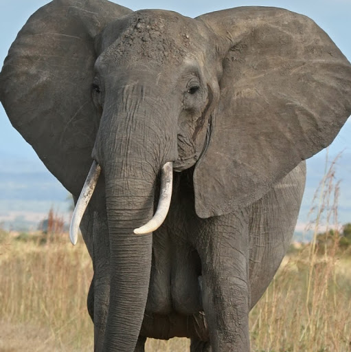 Thomas Mathiesen Photo 2 Thomas Mathiesen Photo 2