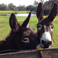 Barbara Lyons Photo 17 Barbara Lyons Photo 17