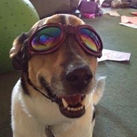 Steven Stang Photo 7