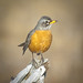 Robin Gilchrist Photo 14