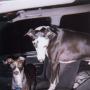 Tracy Montgomery Photo 47
