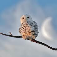 Nancy Simard Photo 17