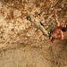 Shama Sharma Photo 28