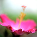 Sue Bloom Photo 9