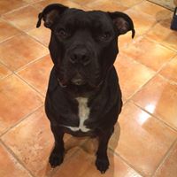 Danielle Koval Photo 9