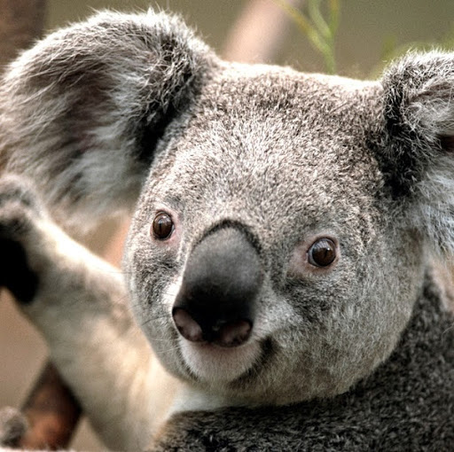 Kiara Alvarado Photo 3