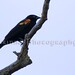 Larry Wing Photo 7