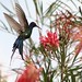 Sheri Bird Photo 13