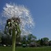 Joseph Adkins Photo 8