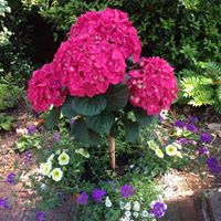 Linda Tomlin Photo 22