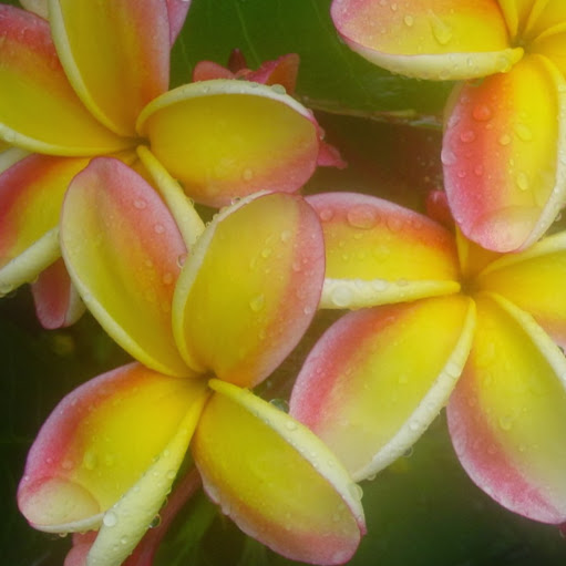 Debra Diamond Photo 14