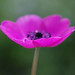 Susan Anemone Photo 9