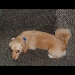 Carl Morrow Photo 10