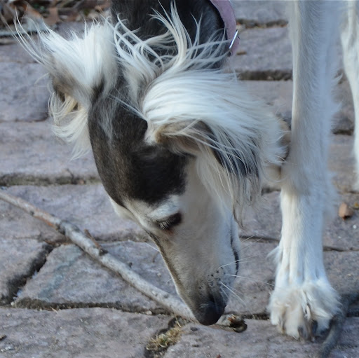 Lisa Padgett Photo 37